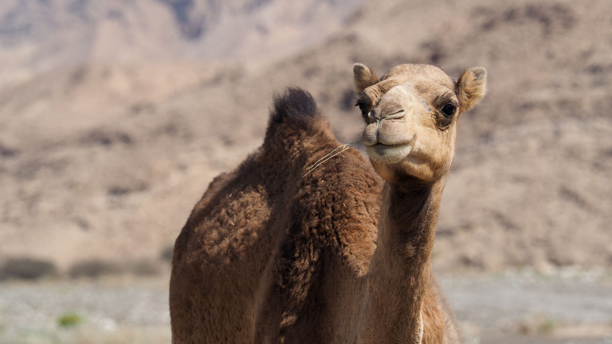Kamel im Wadi Dhank