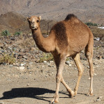 radreise oman: kamele - so unglaublich fotogen :)