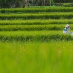 Reisfelder in Miaoli County