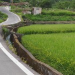 Reisfelder in Miaoli County