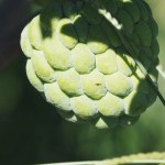 Sugar-apple