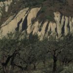 Olivenhain bei Chieti