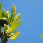 Feigenbaum Ende März